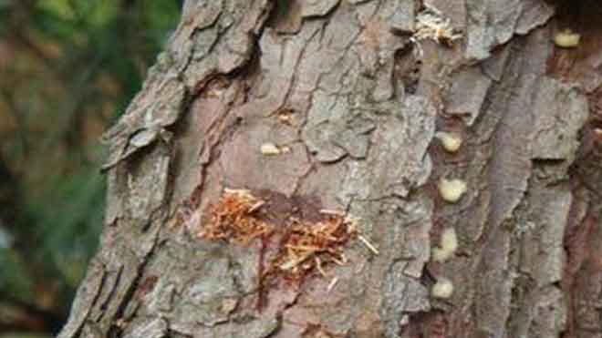 专业松材线虫病鉴定方法——活立木与原木！