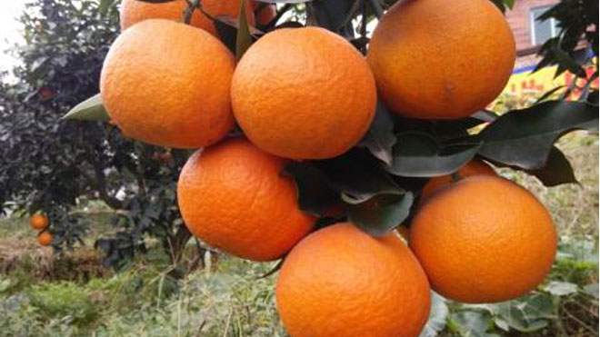 柑橘疮痂病发病有规律，症状有特点，懂才会治！