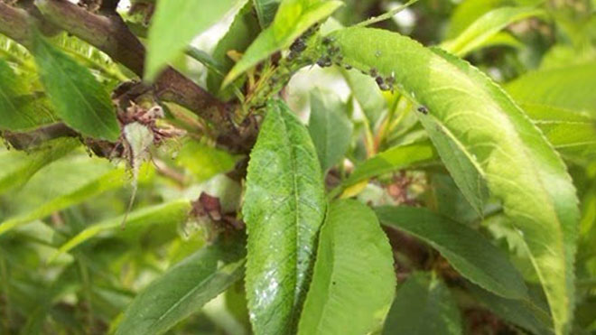桃树病虫害之桃树蚜虫的科普与防治介绍