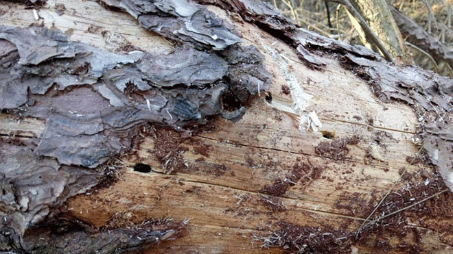 专业松材线虫病鉴定方法——枯死木与松木制品！