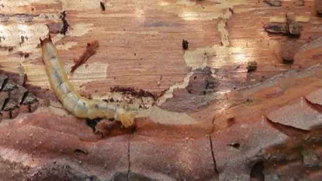 提高松树林对松材线虫病抗性，高效率两招！