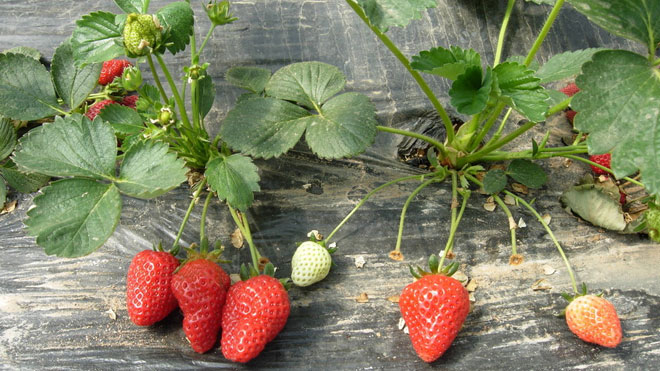 草莓常见病虫害防治方法