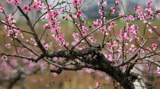 关于桃树病虫害综合治理，一共五个建议！