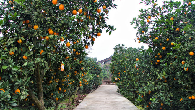 高产量！柑橘园环境要求、品种选择与栽培技巧