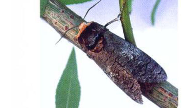 柳干木蠹蛾发布地区、发育形态与发生规律，百科知识！