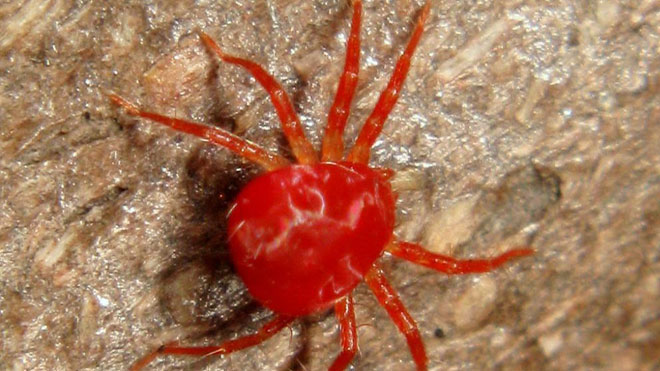 桑红蜘蛛的分布与危害常识与发生规律！