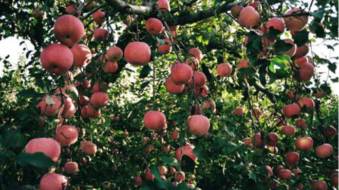 苹果园内大力实行三种措施，病虫害再不可兴风作浪！
