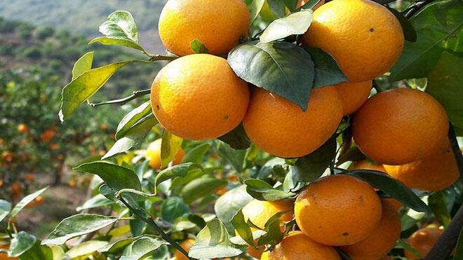 终极秘籍二，绿色柑橘种植盛果期管理技术！