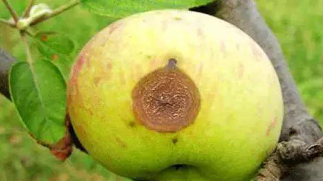 苹果树无公害治虫，大力推广物理防治和科学使用农药！