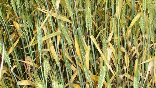 小麦条锈病防治措施