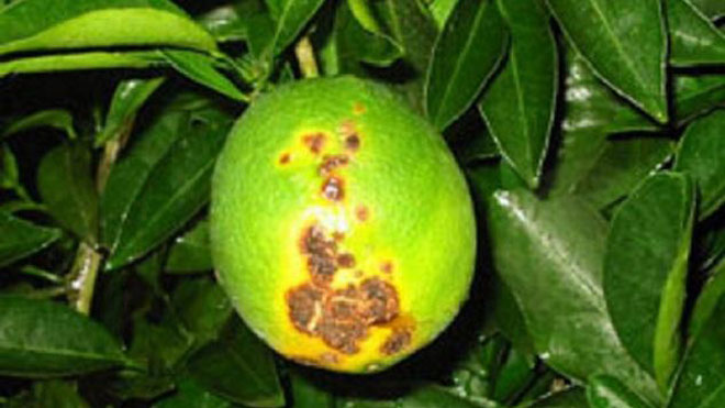 如何防治柑橘溃疡病？
